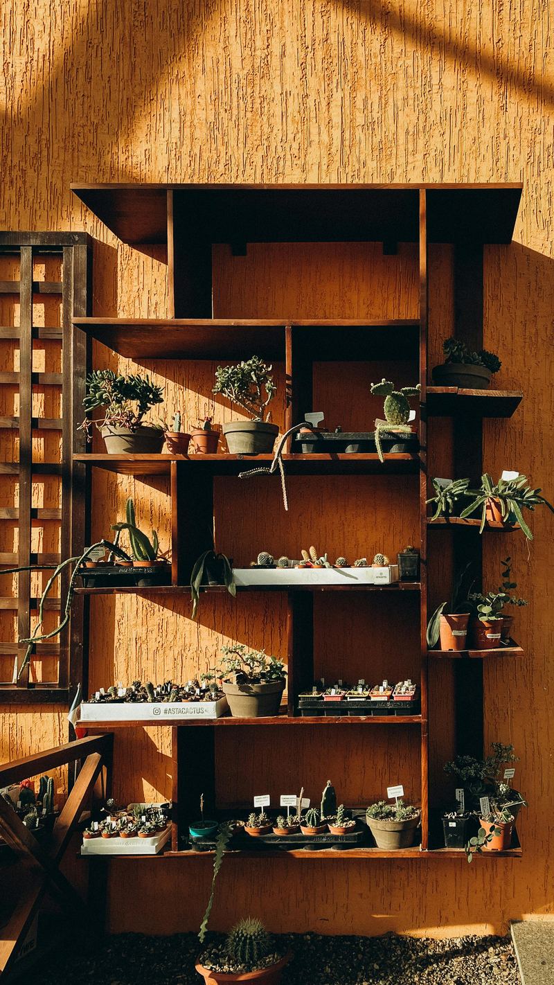 Estantería de madera con plantas de interior, suculentas y cactus en macetas